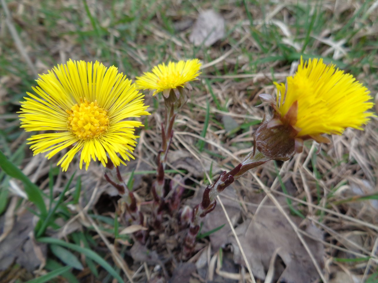 Annexe tussilage.jpg