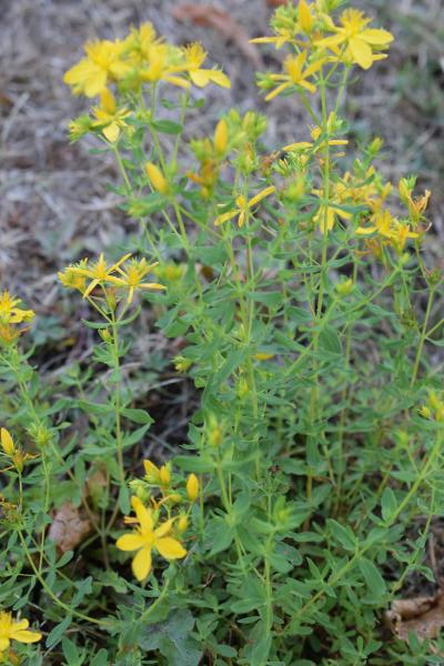 Annexe img_002330716L.jpg