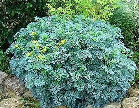 Annexe Ruta graveolens-.png