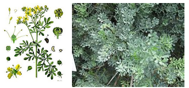 Annexe Ruta graveolens.png