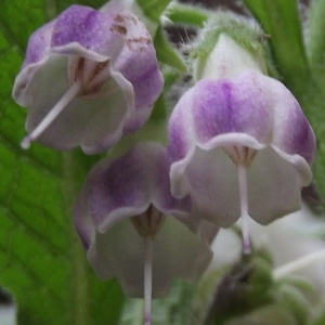 Annexe httpsapi.tela-botanica.orgimg000187358CRS.jpg