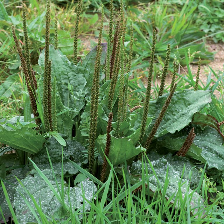 Annexe grand plantain.jpg