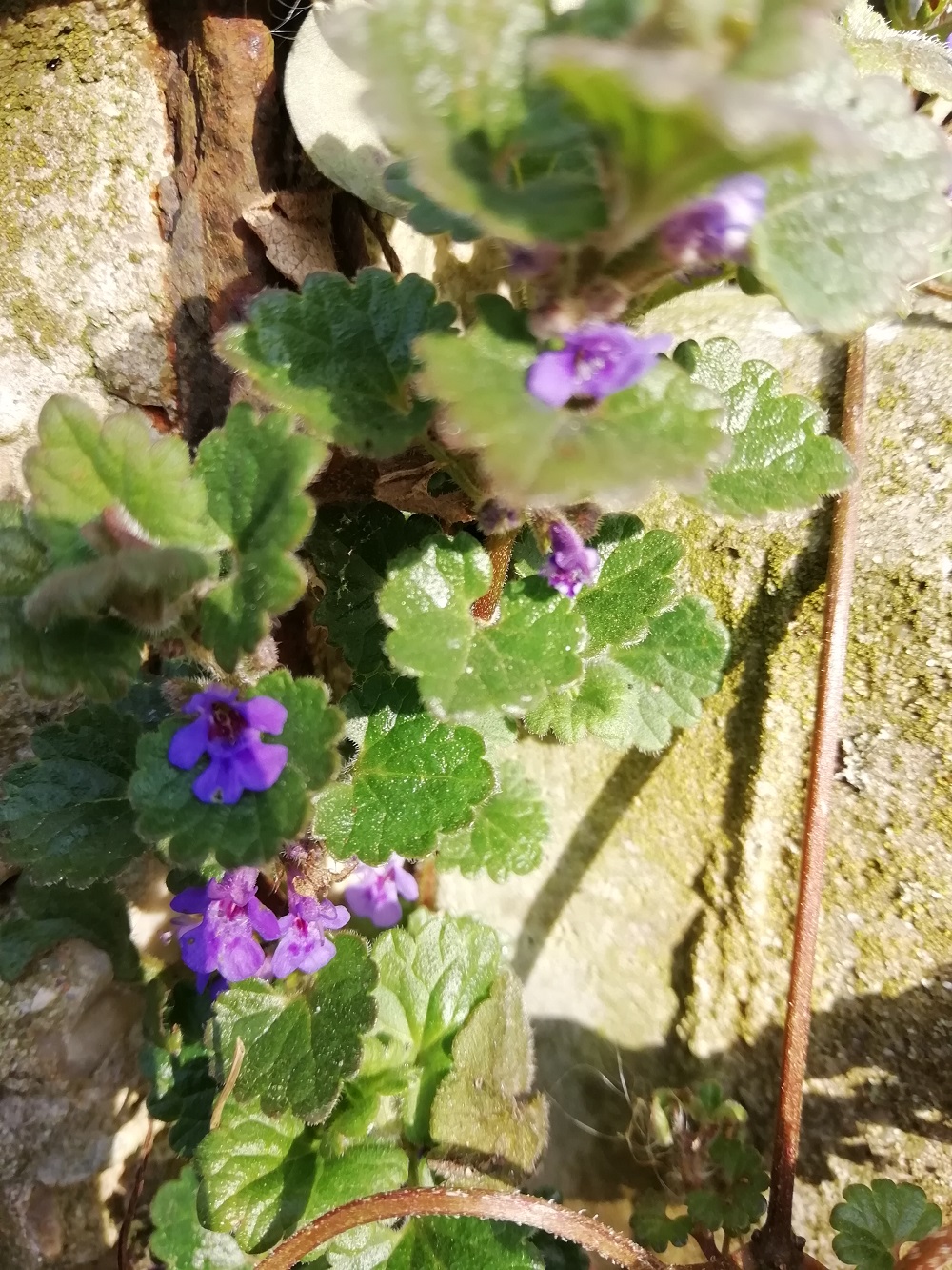 Annexe IMG_20200404_173803.jpg