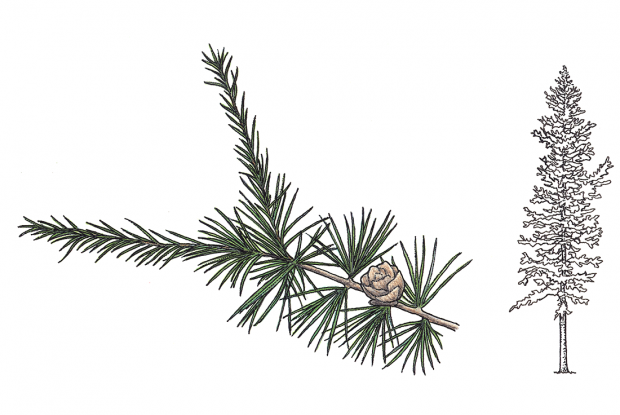 Annexe larix-laricina-3349.png