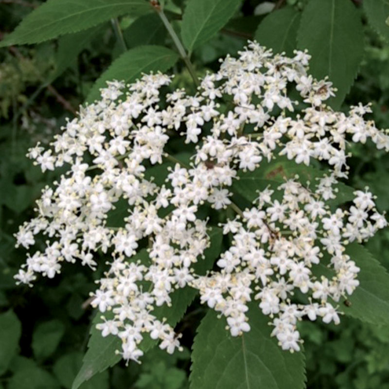 Annexe plantes_0005_Sureau-noir.jpg