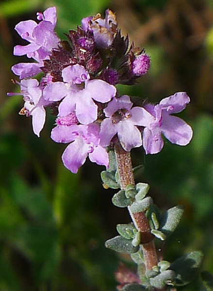 Annexe httpsapi.tela-botanica.orgimg000117186L.jpg