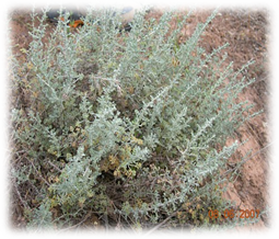 Annexe téléchargement.png