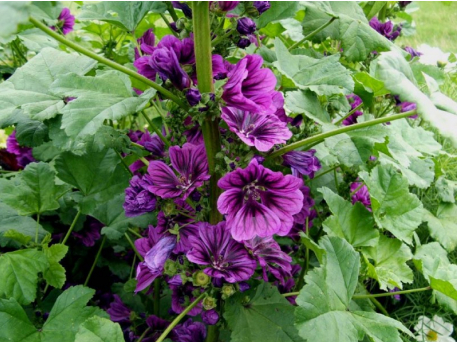 Annexe Malva sylvestris.png