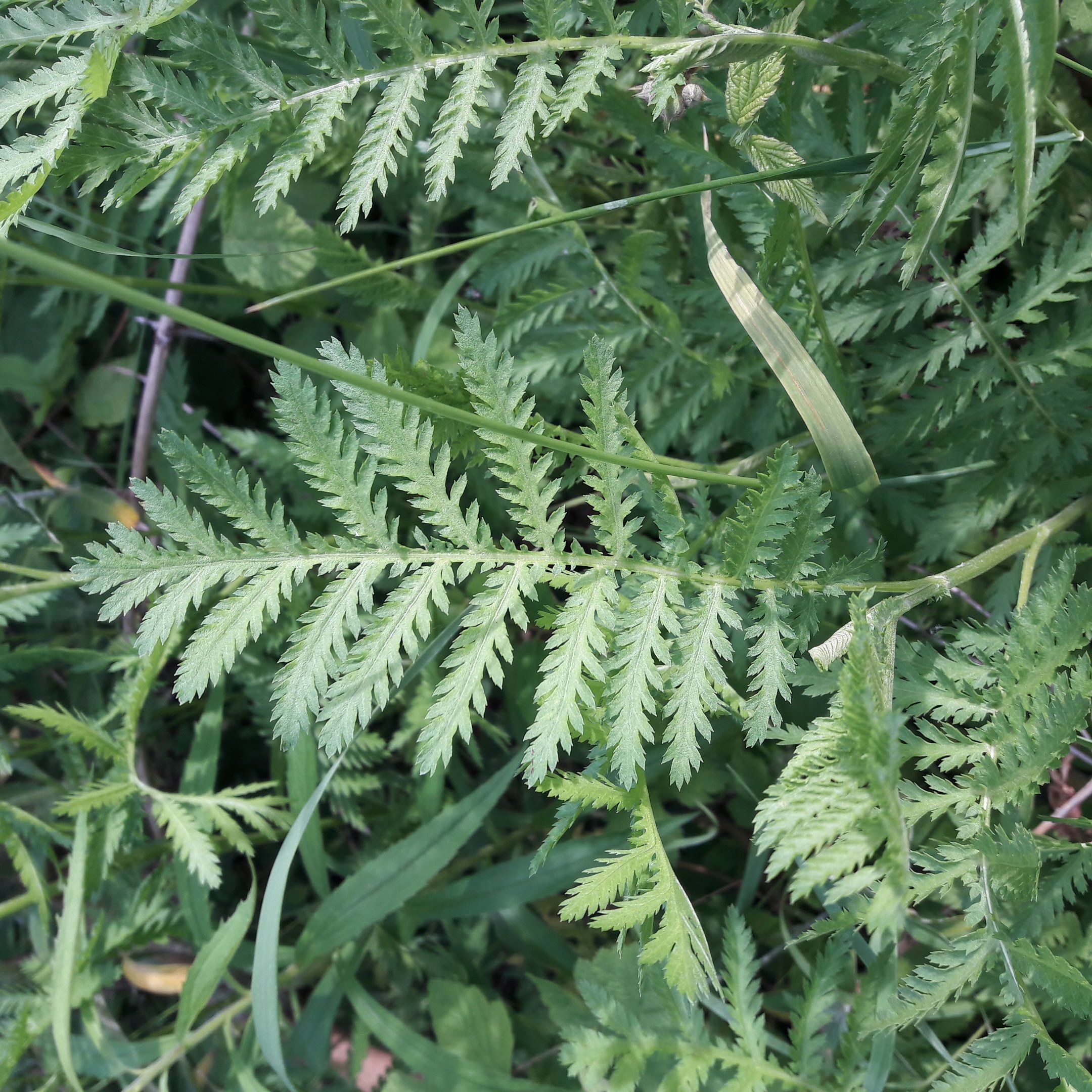 Annexe FeuilleTanaisie.jpg