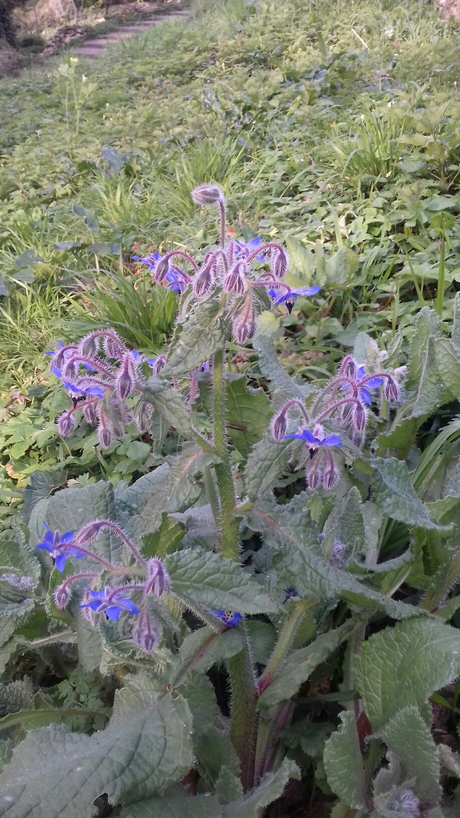 Annexe 20200328_082932_resized_2.jpg