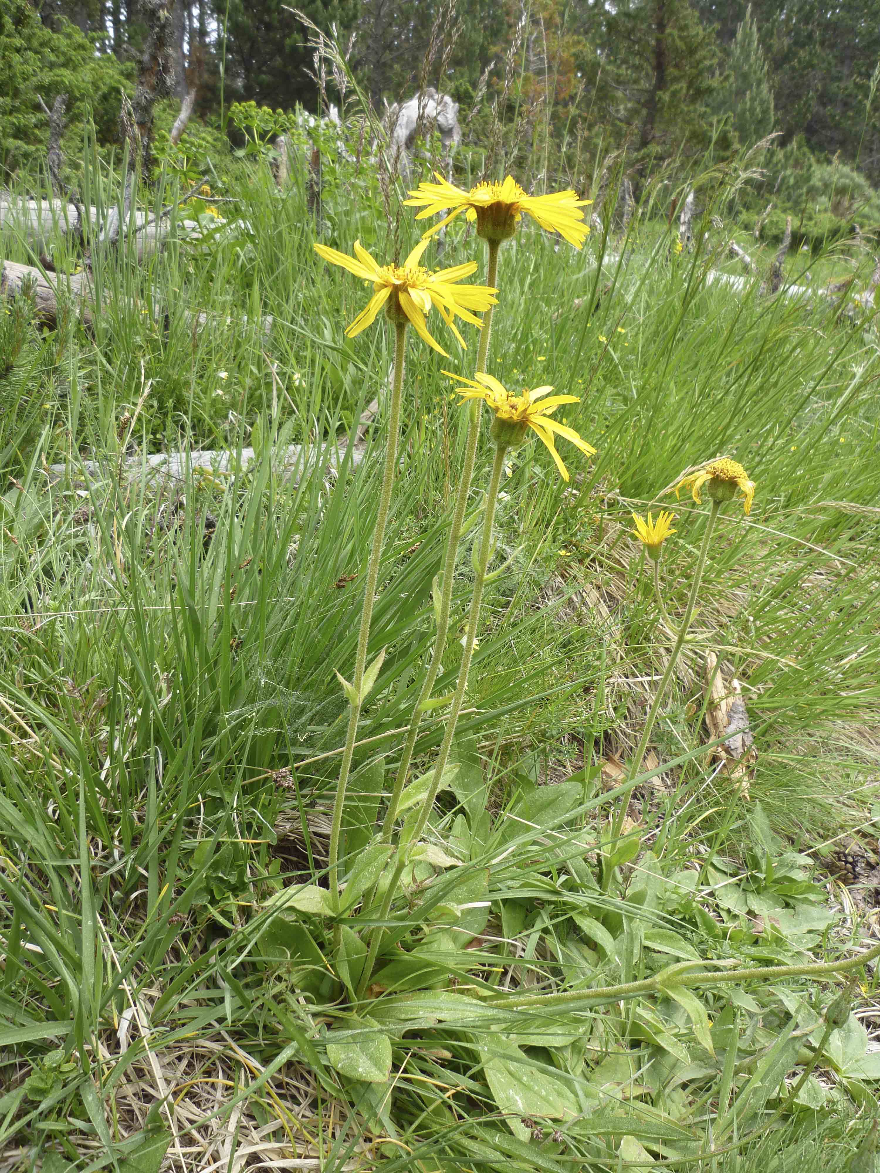 Annexe arnica-montana (3)-56.jpg