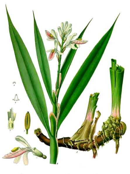 Annexe Alpinia_officinarum_-_Köhler–s_Medizinal-Pflanzen-156.jpg
