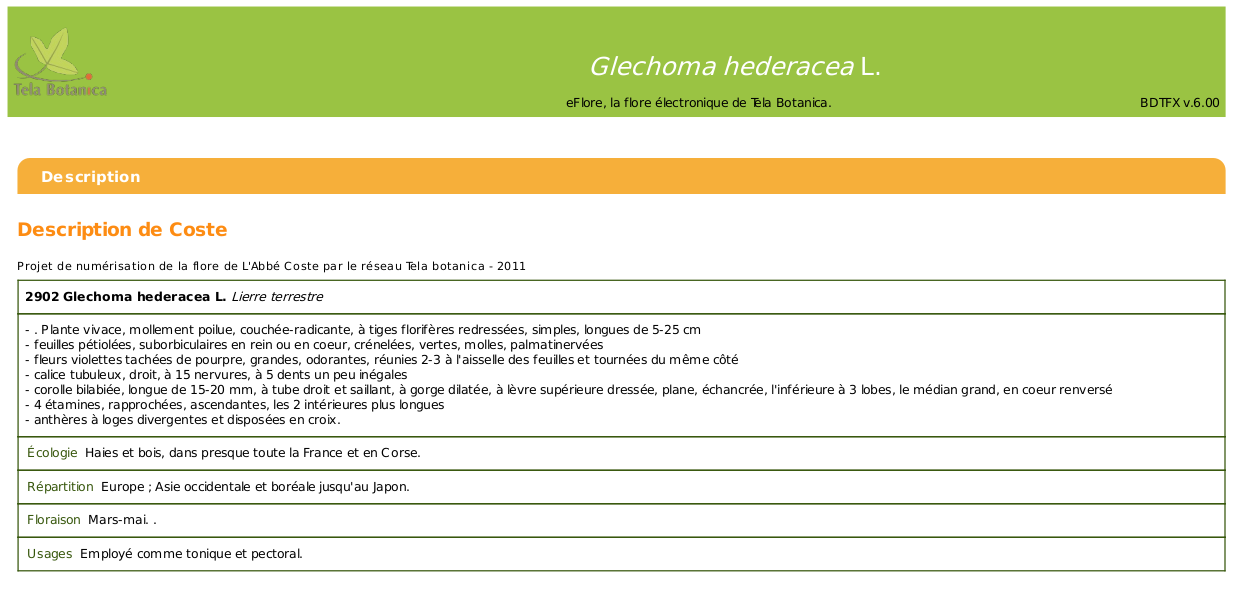 Annexe Lierre_terrestre.png