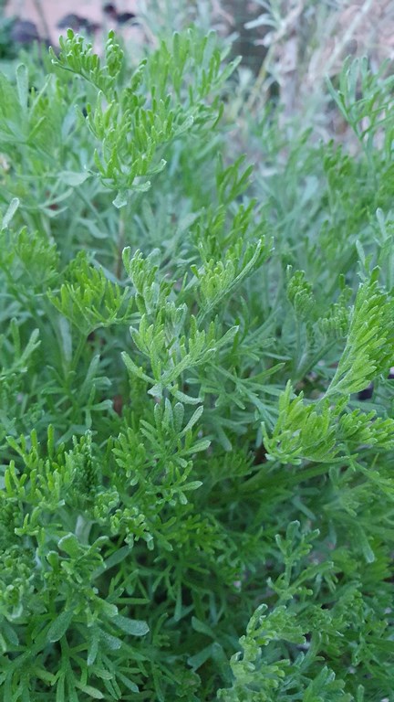 Annexe Artemisia_abrotanum.jpg