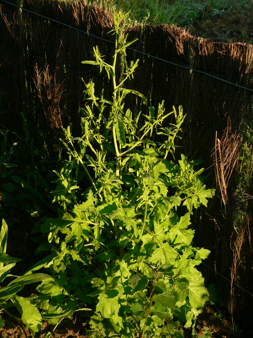 Annexe Sisymbre (3).JPG