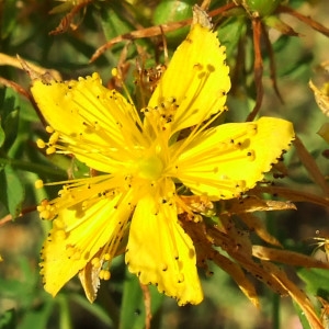 Annexe Hypericum Perforatum L. . Millepertuis.jpg
