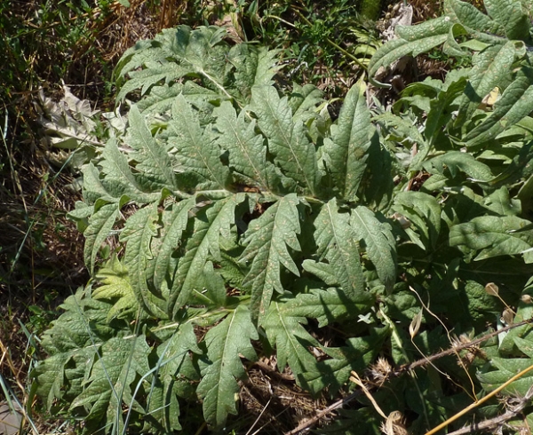 Annexe artichaut feuille.jpg