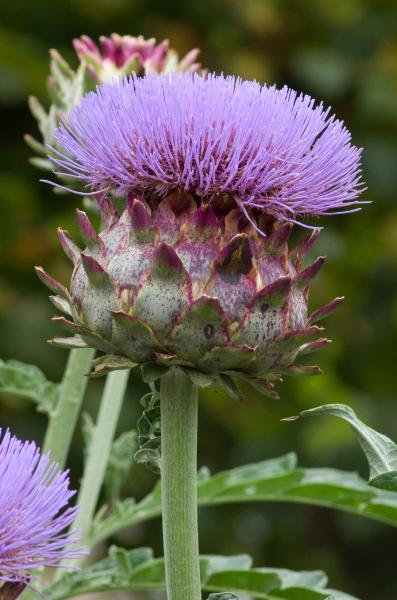 Annexe artichaut fleur photo.jpg