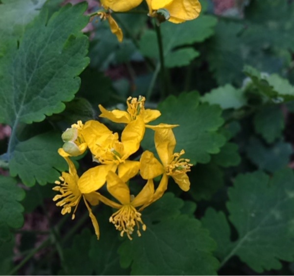 Annexe Chélidoine.jpg