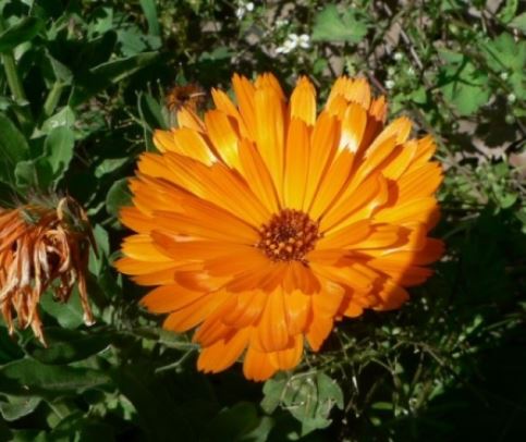 Annexe calendula officinalis.JPG