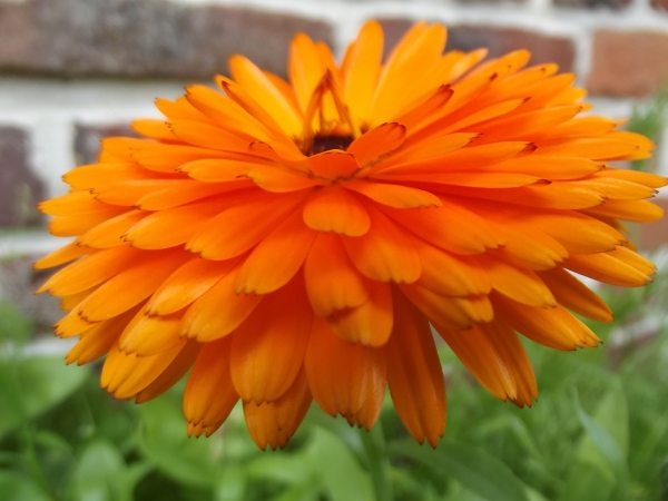 Annexe Calendula offinicalis.jpg