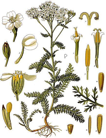 Annexe Achillea_millefolium_-_planche.jpg