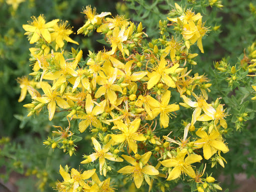 Annexe millepertuis.jpg