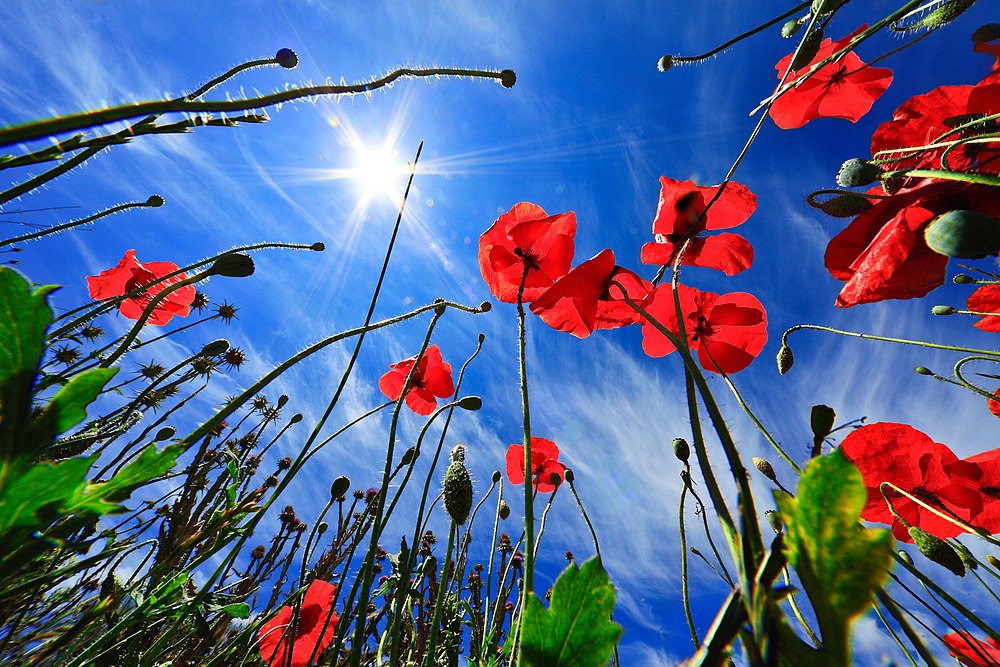 Annexe Coquelicot red.jpg