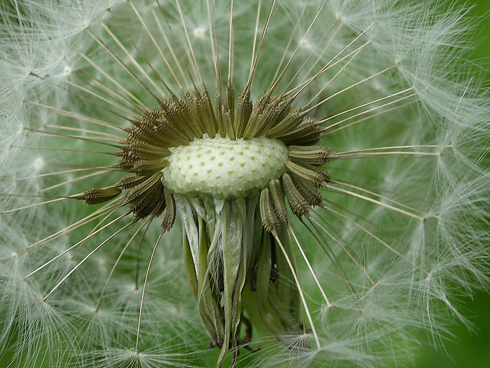 Annexe Pissenlit.jpg