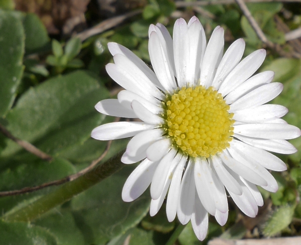 Annexe Paquerette fl.jpg