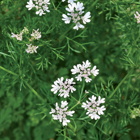 Annexe Coriandre.png