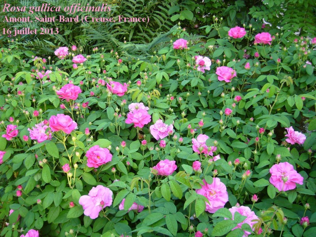 Annexe Rosa-gallica-officinalis-JLP.JPG