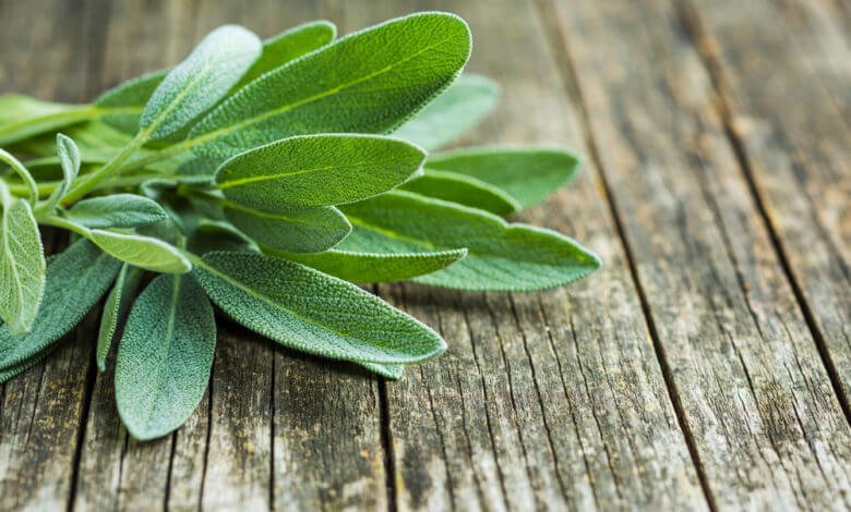 Annexe Sauge officinale.jpg