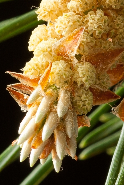 Annexe img_000054384L.jpg