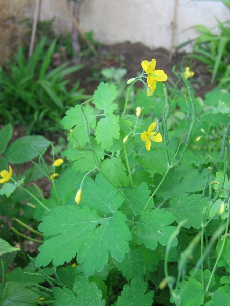 Annexe Chelidoine.jpg