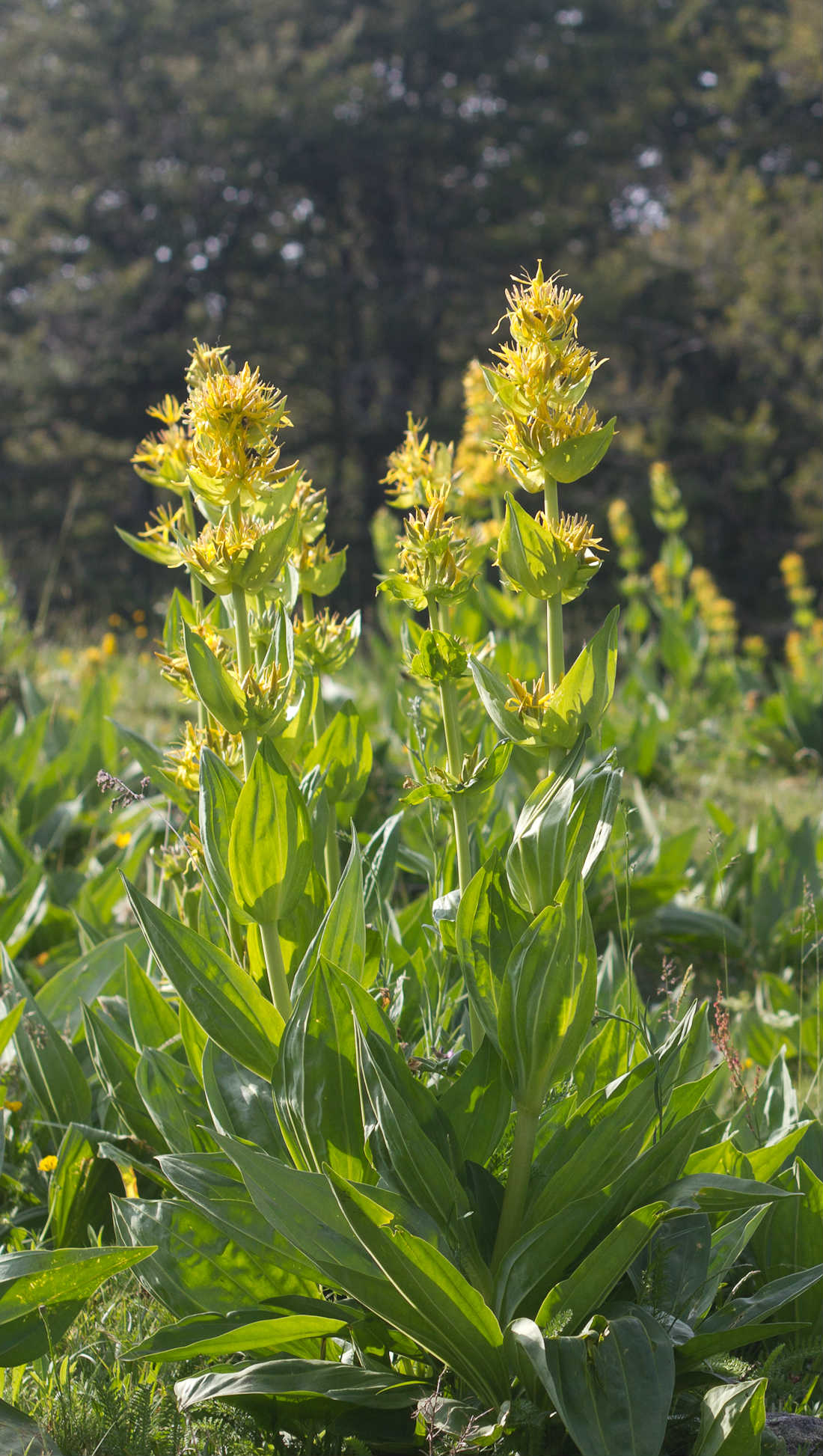 Annexe gentiane jaune.jpg