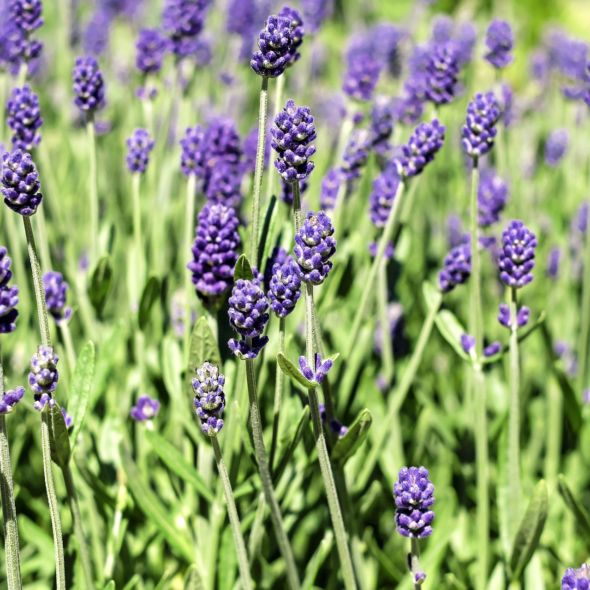 Annexe lavande vraie.jpg