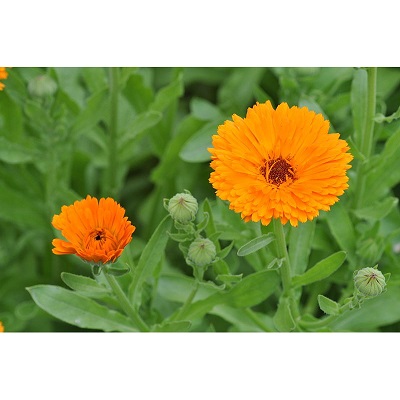 Annexe La fiancée du soleil.jpg