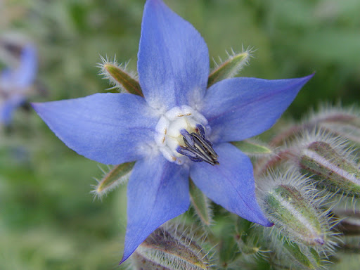 Annexe bourrache.jpg