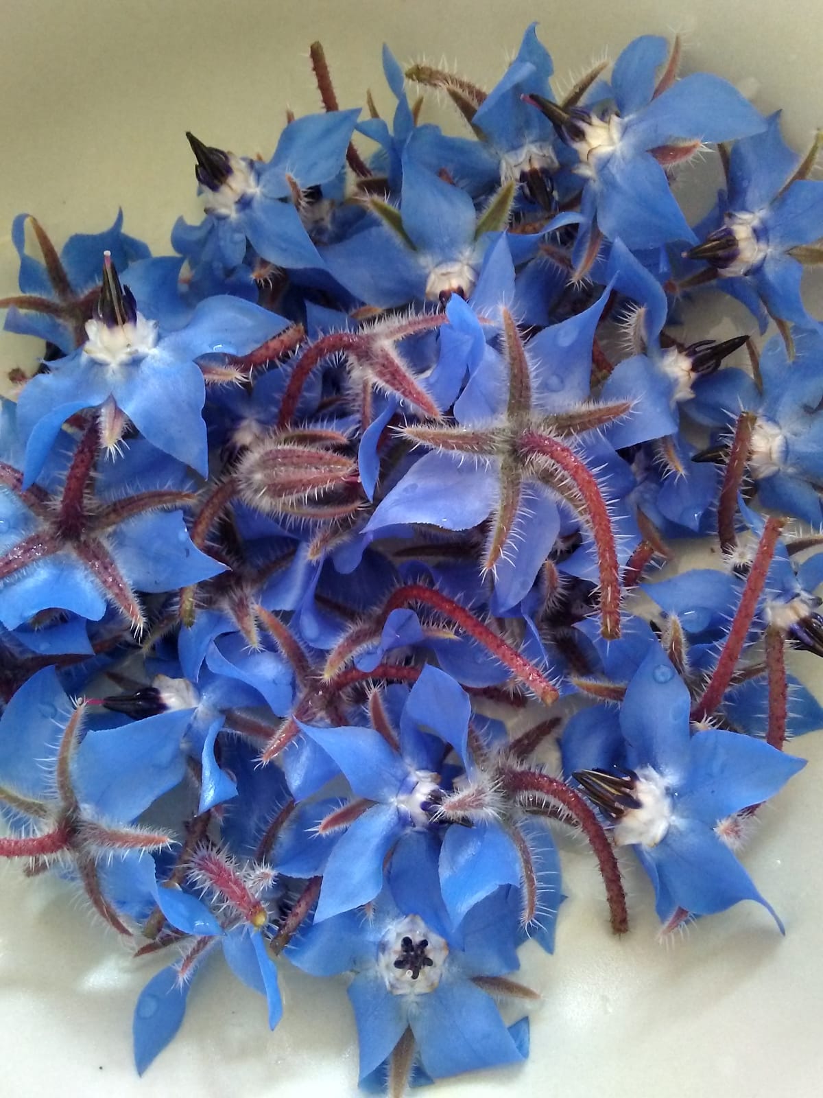 Annexe Bourrache.jpeg