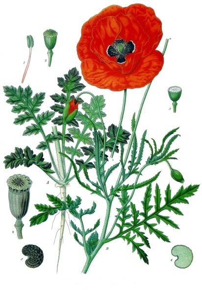 Annexe Papaver_rhoeas_-_Köhler–s_Medizinal-Pflanzen-101.jpg