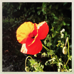 Annexe Coquelicot dAvril autour dAix en provence.jpg