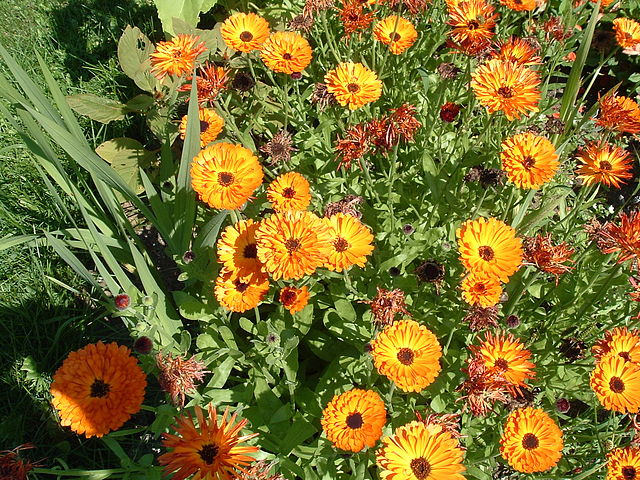 Annexe 640px-Calendula(cuivrée).jpg
