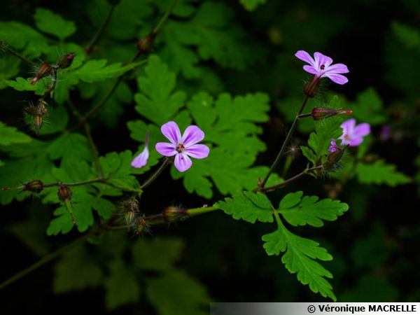 Annexe geranium-robertianum-600x450.jpg