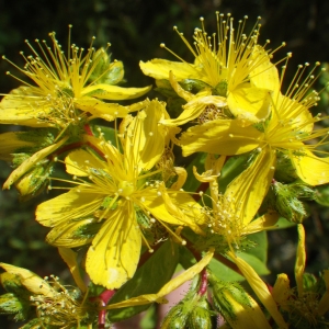 Annexe Millepertuis.jpg