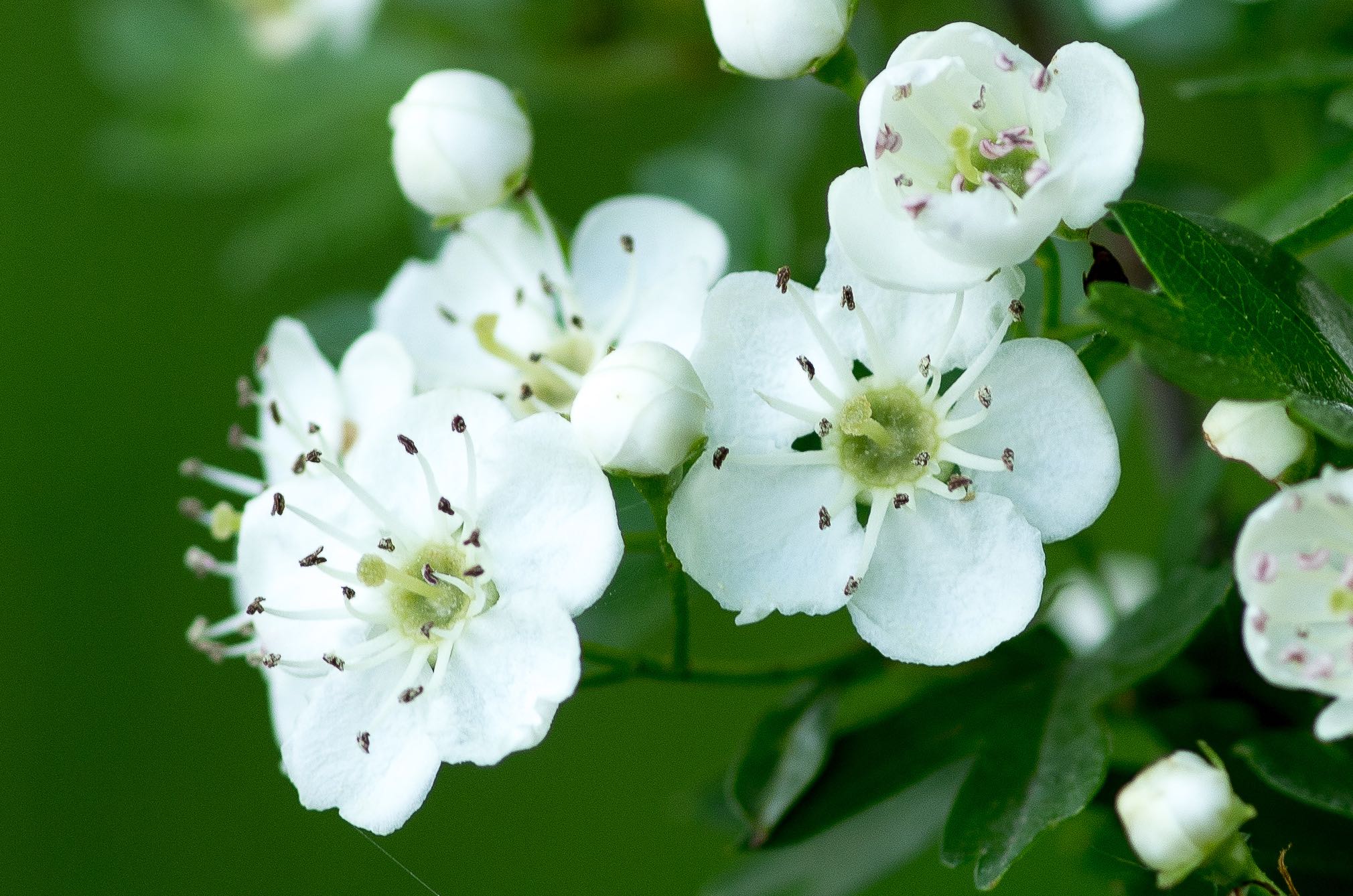 Annexe img-00018740vers.jpg