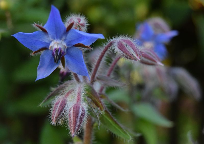 Annexe ob_a6dc9d_2016-10-03-bourrache-fleurs-bleues.jpg