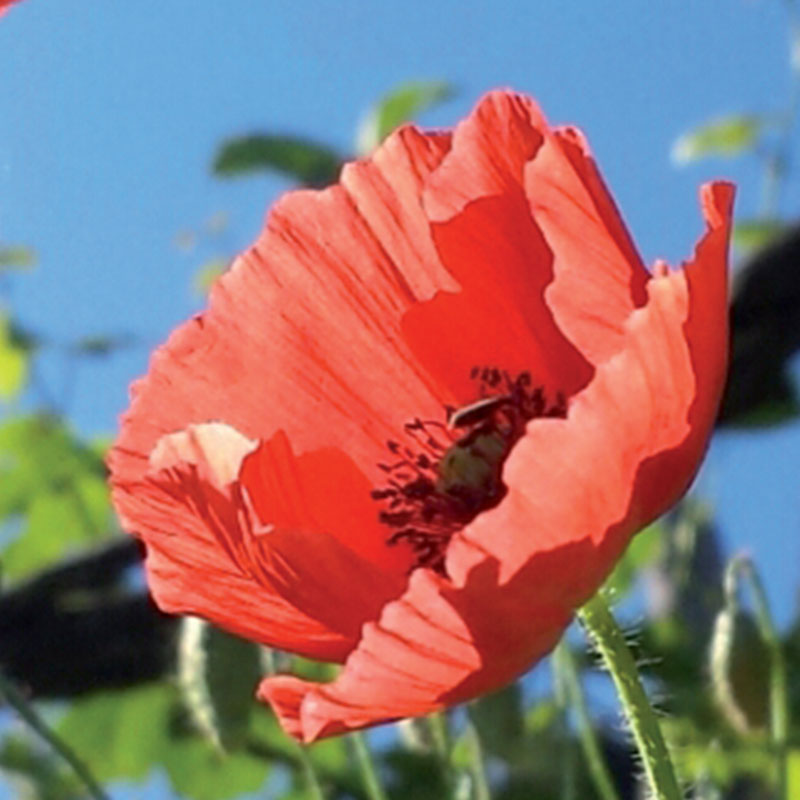 Annexe plantes_0045_Coquelicot.jpg