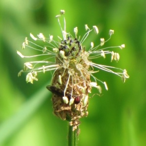 Annexe httpsapi.tela-botanica.orgimg000225232CRS.jpg