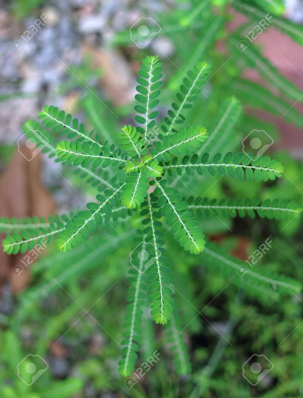 Annexe 73129519-gros-plan-plante-herbacée-phyllanthus-niruri-et-autre-nom-graine-sous-feuille-phyllanthus-amarus-schum.jpg